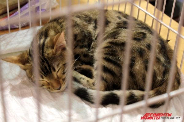 Леопардовая кошка тоже спит, свернувшись клубочком.