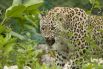 Вымирающим видом признан ещё один подвид леопарда - переднеазиатский леопард, обитающий в западной Азии. Общая популяция вида оценивается в 870-1300 особей.
