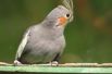 Птицы весной, как правило, становятся более шумными и крикливыми.