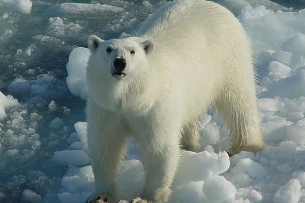 Белые медведи, в отличие от своих бурых сородичей, весьма давно внесены в различные списки исчезающих видов. Во многом это связано с тем, что у данного вида крайне ограниченный ареал обитания.