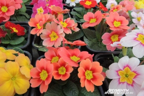 В Волгоградском ботаническом саду свыше десятка примул разных расцветок.