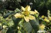 Рождество уже прошло, а в ботаническом саду еще цветет «рождественская звезда» - Пуансеттия.