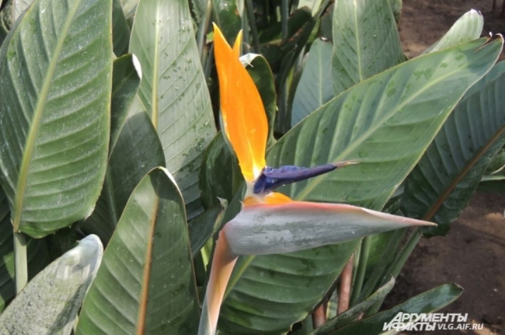 Этот цветок, похожий на диковинную птичку, так и называется «райская птичка», а по-научному – стрелиция.