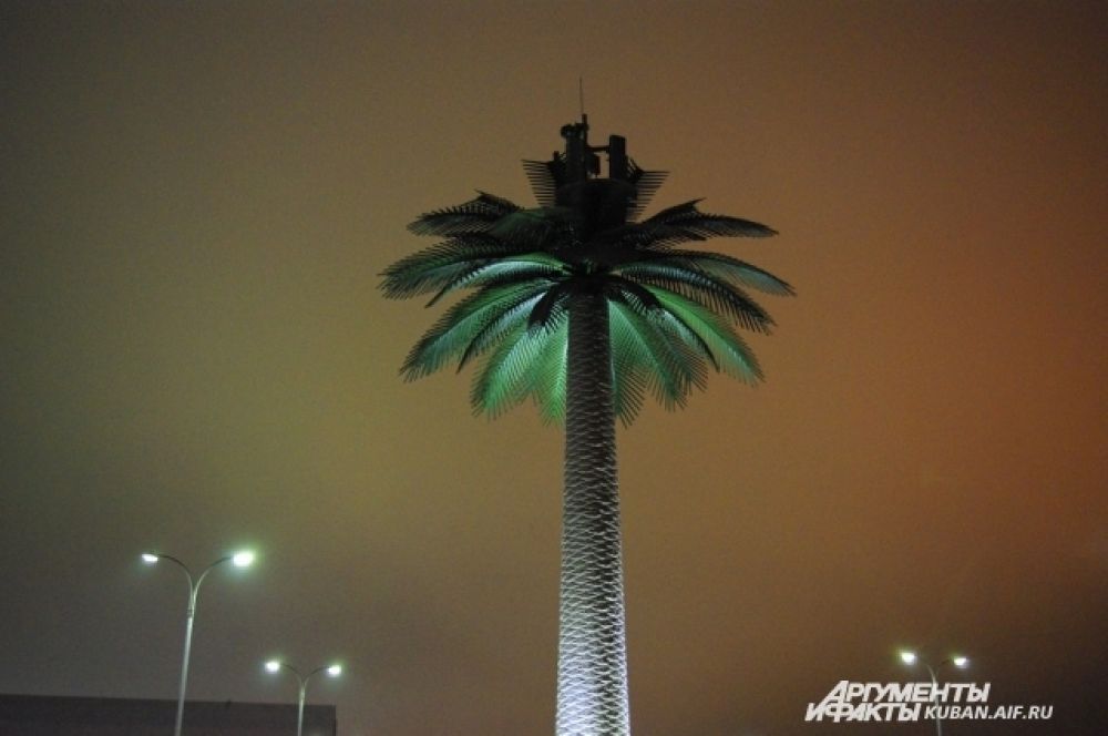 Гигантская пальма у входа в Олимпийский парк.