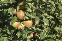 Может ли яблоня плодоносить каждый год