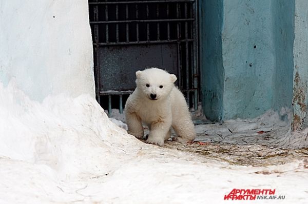 Последний раз белые медведи радовали Новосибирский зоопарк пополнением еще в 1970-х.