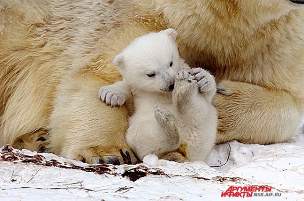 Появление детеныша у новосибирских белых медведей стало долгожданным событием для всего города