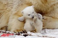 Прибавления в семействе белых медведей в Новосибирском зоопарке ждали с 70-х годов.