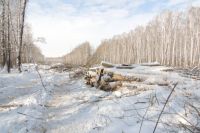 Бесконтрольная вырубка лесов - нередкость для Ярославской области.
