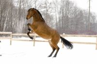 В Омске возможно построят новый конный центр.