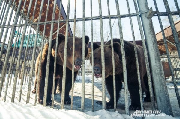 Миша и Маша живут в одном вальере, но детей у них забрали из соображений безопасности.