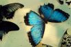 Морфо Пелеида. Яркий цвет крыльев Синего Морфо - результат микроскопических частичек на крыльях, которые отражают свет, в результате этого появляется блестящий переливающийся синий цвет. 