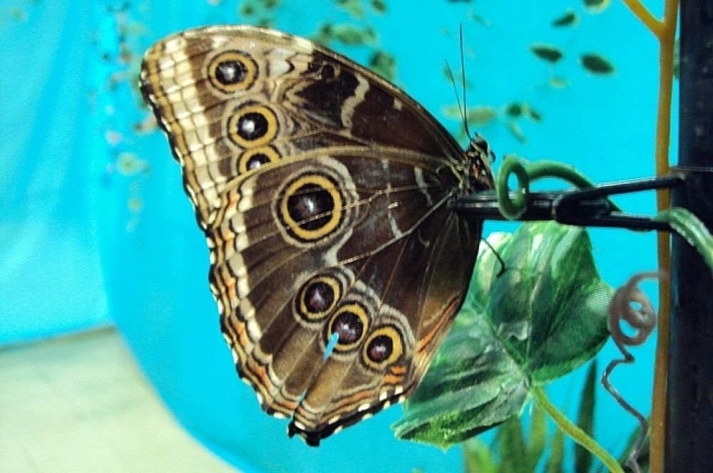 Калиго Мемнон. Этих бабочек иногда ошибочно называют ночницами, или совками, потому что крылья снизу у них украшены большими глазками, похожими на глаза совы в темноте. Эти глазки отпугивают хищников и отвлекают их внимание от жизненно важных частей тела бабочки. При опасности часто <трещит> крыльями или претворяется мертвой: прижимает лапки к тельцу и замирает. 