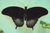 Размах крыльев тропических бабочек достигает 10-13 см