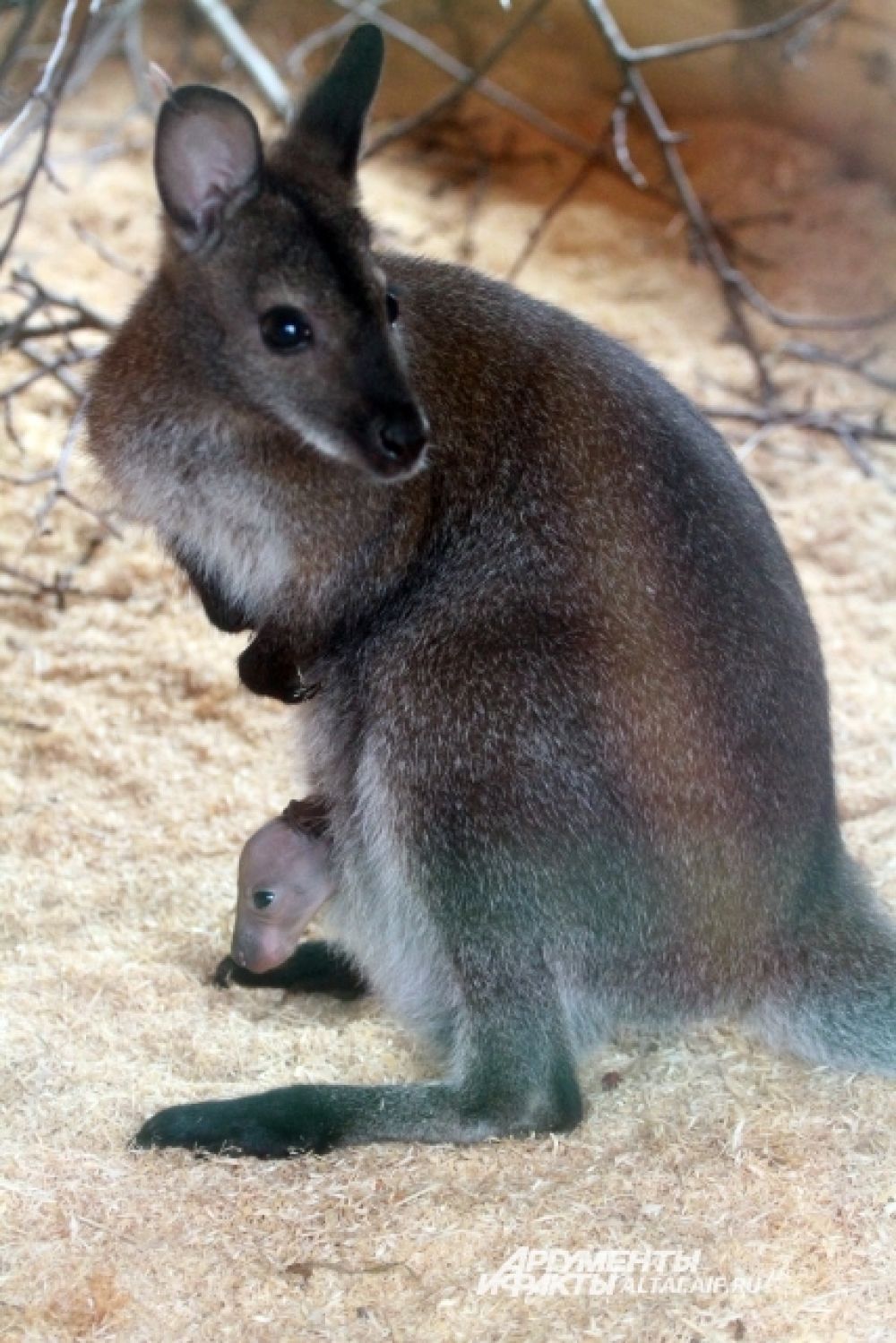 Теперь кенгуру Чаку, которого все считали самцом, предстоит выбрать другое имя.