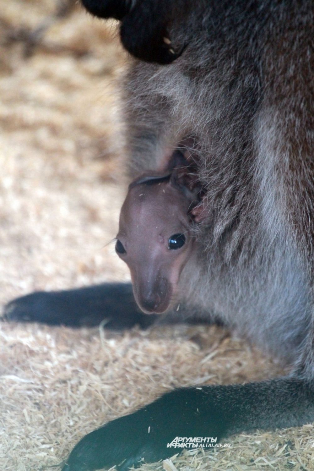 За первые 6 месяцев жизни размеры детеныша кенгуру увеличиваются в 2000 раз.