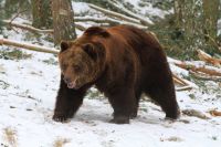 Омичи смогут увидеть пробуждение медведей.