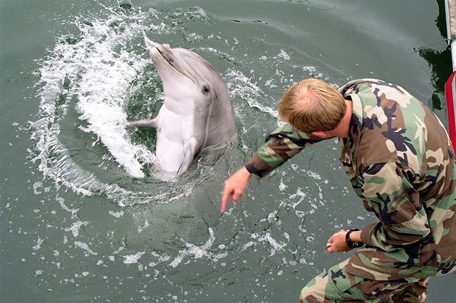 Дельфин во время тренировки.