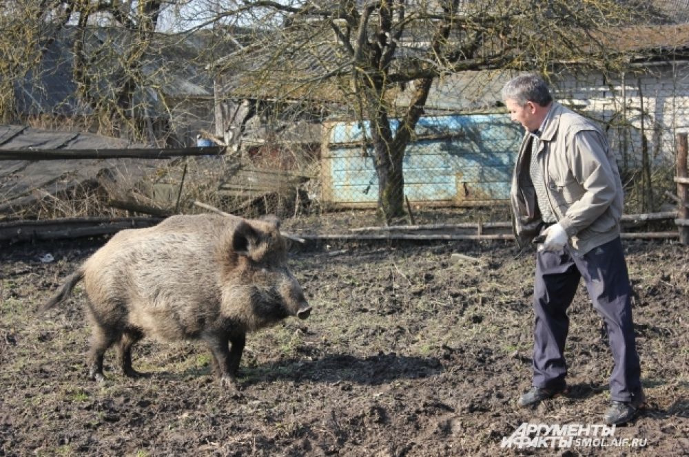Машка очень любит своего хозяина.