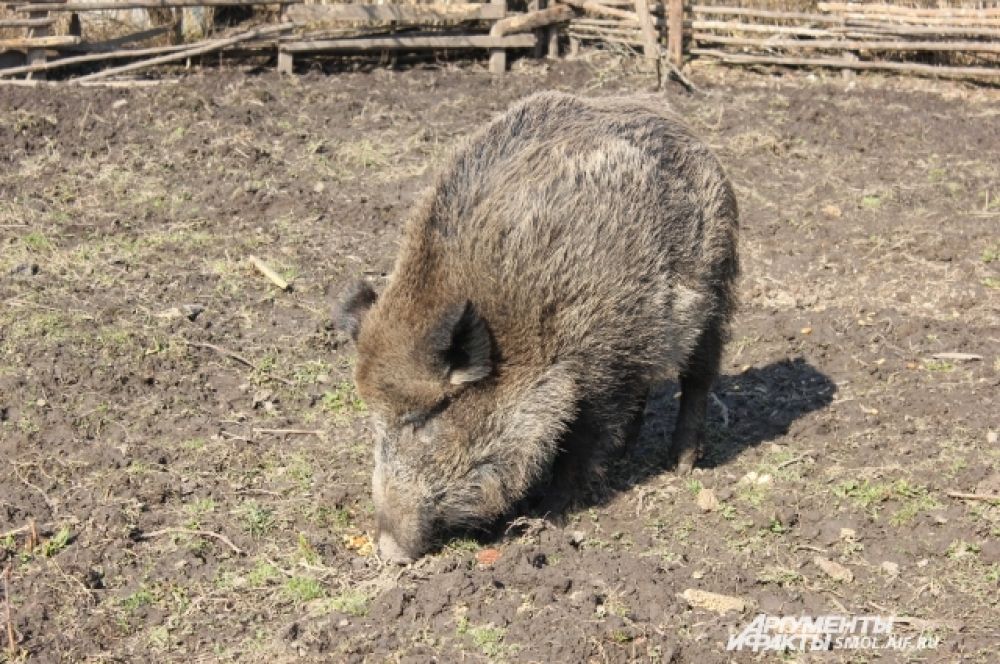 Машка на своем подворье.