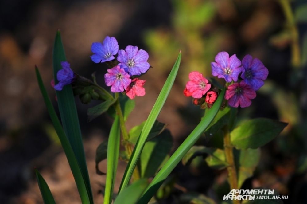 Первоцветами считают цветы, которые первые тянутся к солнцу и расцветают ранней весной, чаще - в апреле.