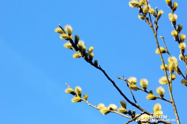 Обычно верба и ива в наших широтах цветет в апреле - ближе к Вербному воскресенью.