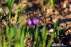 Фиолетовый шафран, он же крокус,одним из первых чувствует тепло, и цвести начинает одним из первых.