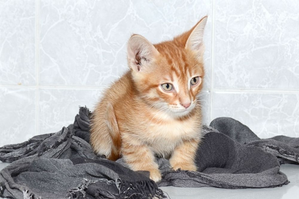Котик по имени Шайн – осветит своим присутствием любой дом. Несмотря на юный возраст – Шайну всего 2 месяца – он очень умный и знает лоток на «отлично». Куратор: 8-927-531-93-43