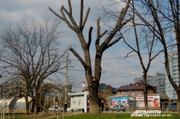 Не все деревья зазеленели этой весной на Кубани.
