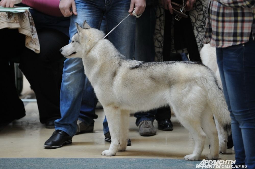 Всероссийская выставка собак прошла в Омске.