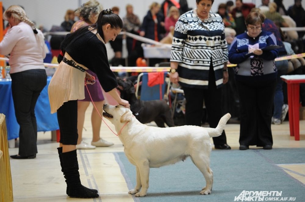 Всероссийская выставка собак прошла в Омске.