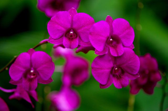 Орхидеи все чаще стали появляться в домах жителей Приангарья.