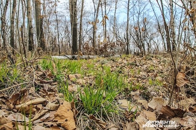Весна: первая трава робко пробивается сквозь прошлогоднюю листву.