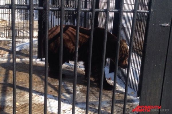 Медведь Степан старейший и самый крупный питомец «Шапшинского урочища». Он попал в питомник в 2001 году. 