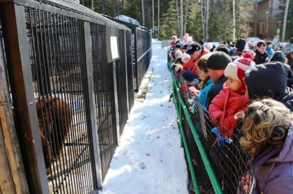 Детишки, которых на празднике было очень много, были в восторге от огромного медведя Степана и других питомцев «Шапшинского урочища». 