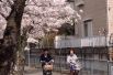 Велосипедные прогулки под цветущей сакурой.