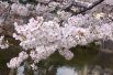 Особенно красивое зрелище представляет сакура, цветущая около водоемов. 