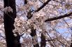 Сакура - самый известный японский цветок.