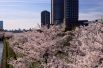 Цветение сакуры в Осаке - крупнейшем городе Японии.