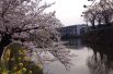 Цветением можно любоваться не только днем, но и ночью. Для этого власти округов заранее устанавливают подсветку под деревья, оттеняющую нежный цвет сакуры. 
