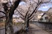 В недолгом цветении японцы видят глубокий смысл: размышляют о быстротечности и красоте жизни.