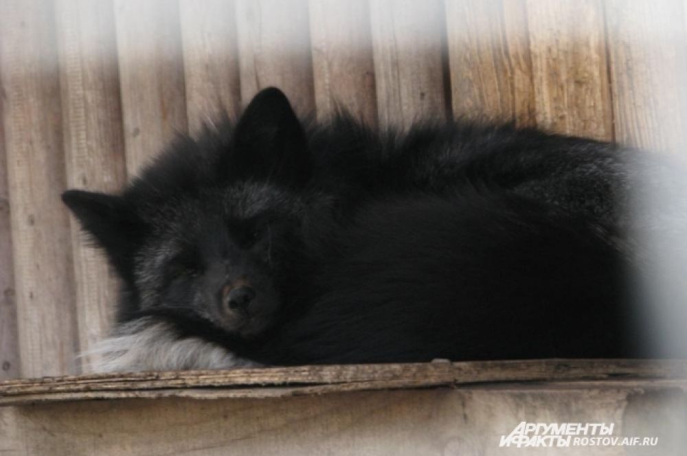 Черно-бурая лисица нежится на солнышке.