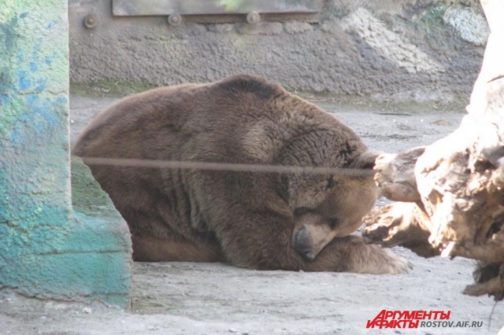Бурый медведь Андрей греется на солнце.