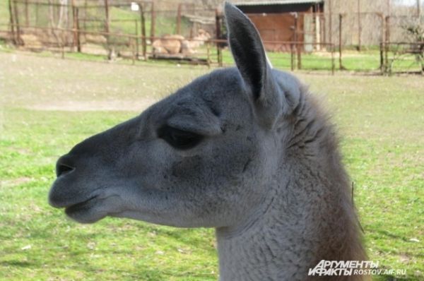 Лама - ближайший родственник верблюдов, умна и общительна.