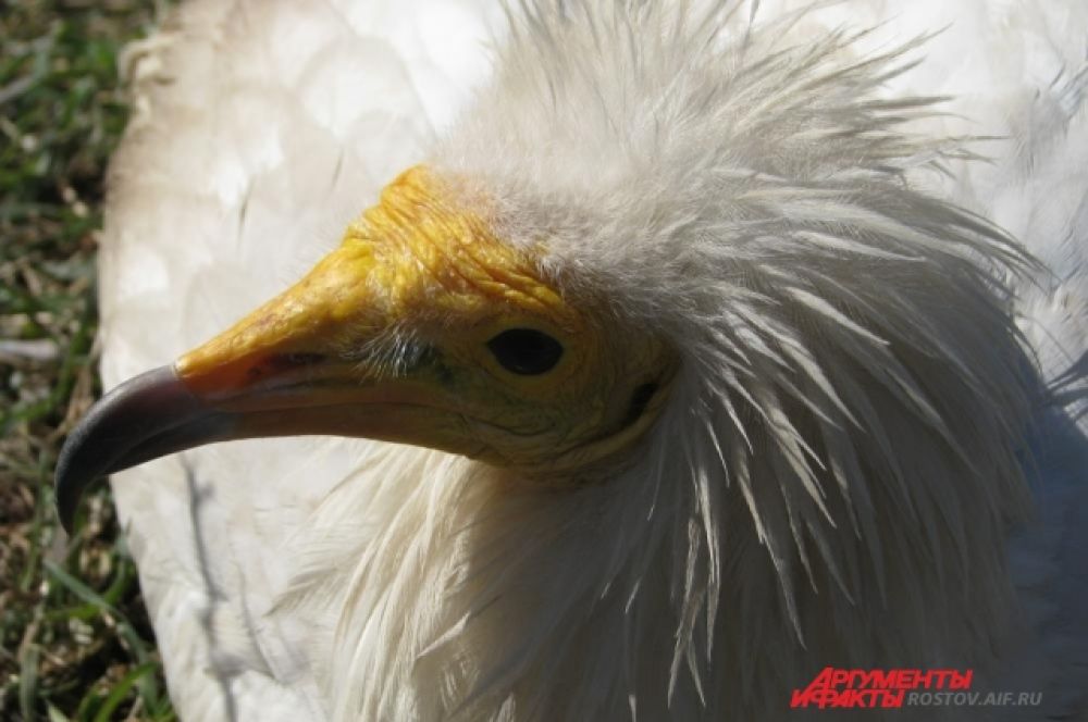 Желтоклювая птица - одна из разновидностей орлана.