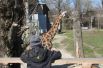 Жирафиха Елизара -самое грациозное существо в зоопарке.