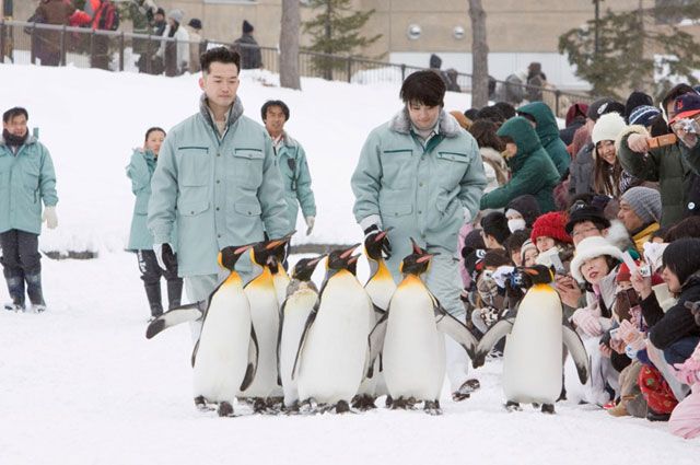 «Зоопарк Асахияма: Пингвины в небе». 2009 год.