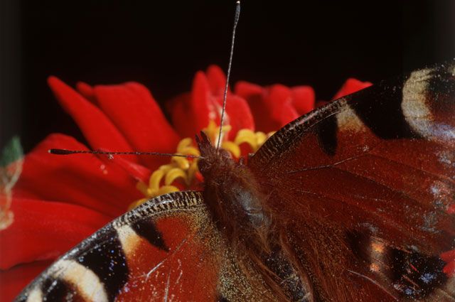 Экспозиция дополнена макроснимками насекомых в естественной среде.