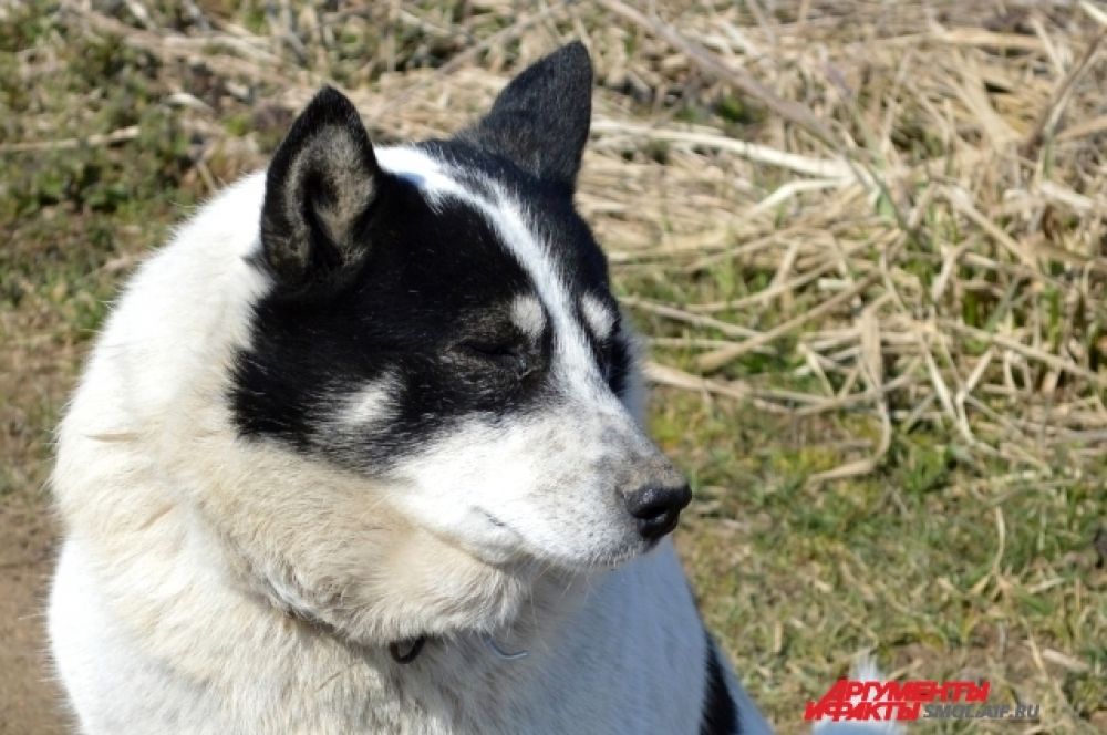 Мало кто знает, что Шарик - городской пес: хозяин привез его, трехлетнего, в Стайки пять лет назад.