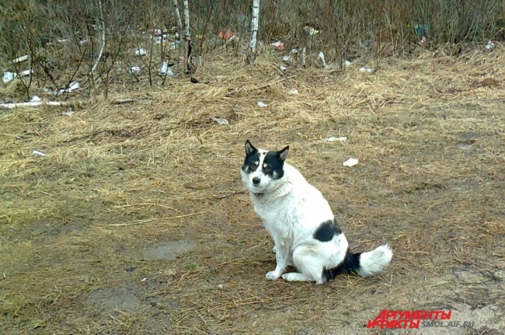 Та самая обочина, рядом с табличкой.